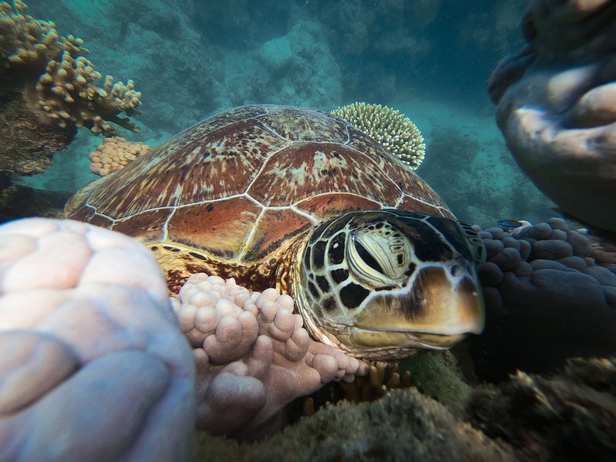 Ocean Safari tweet media