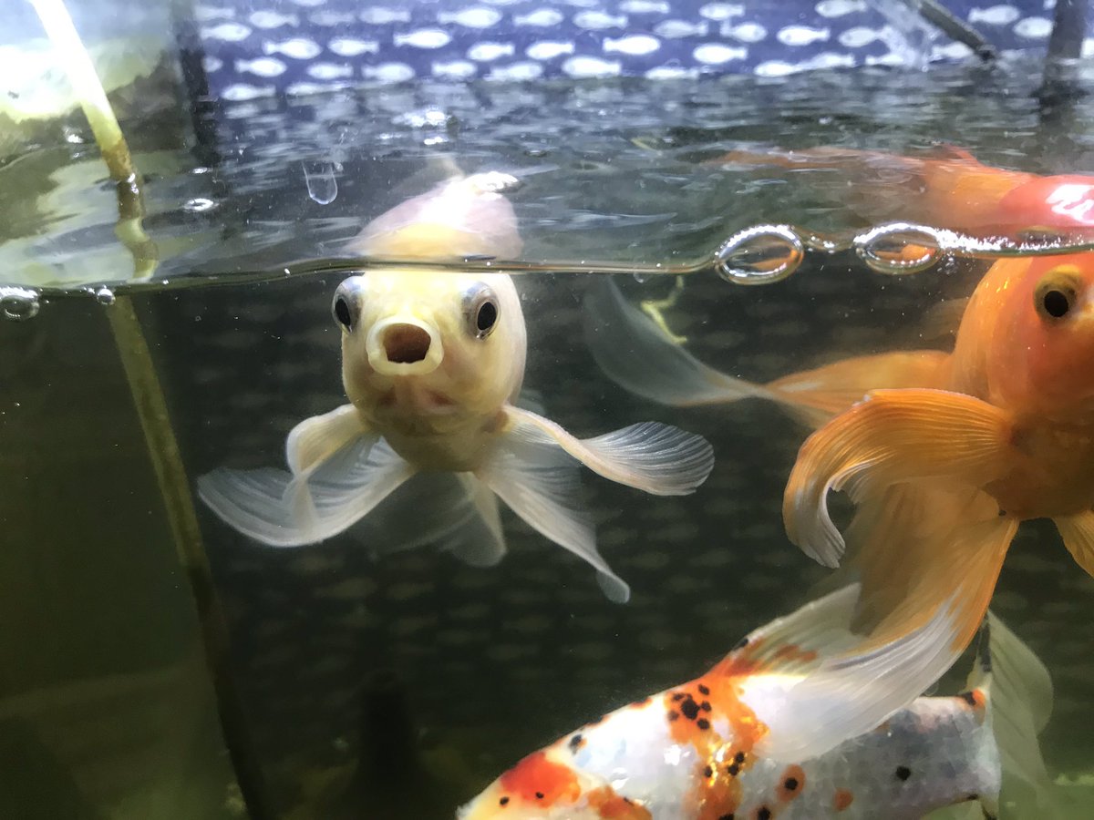 オットー 夕方になっても暴れてるぷく 金魚 Kingyo