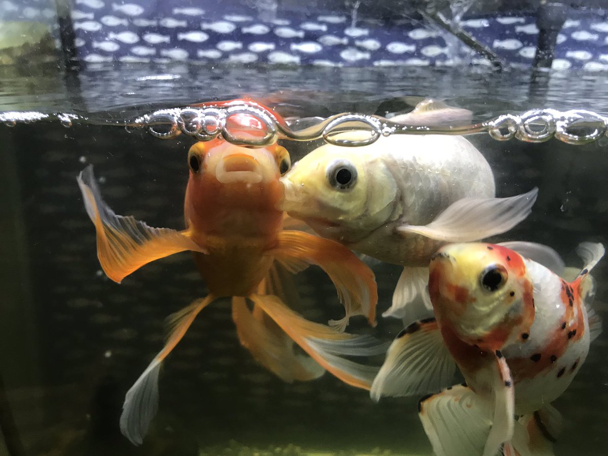 オットー 夕方になっても暴れてるぷく 金魚 Kingyo