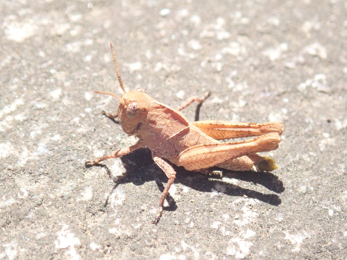 ぴろ Pa Twitter クルマバッタモドキ幼虫 Oedaleus Infernalis June 16 19 松戸市八柱霊園 まだ体長1cm強で小さいが 夏から秋にかけて大きく成長する 当地では 最も数の多いバッタの仲間