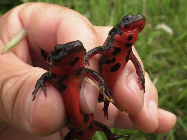オイカワ丸 アカハライモリ かわいい 今日も死んだふりなどはせず ひたすらバタバタしていました かわいい T Co V4r3idc0it Twitter オイカワ丸 アカハライモリ かわいい 今日も死んだふりなどはせず ひたすらバタバタしていました かわいい T Co V4r3idc0it Twitter