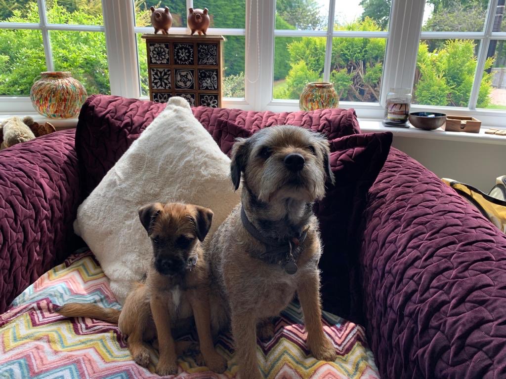 debjdew's tweet photo. @davidwalliams our dogs dexter and teddy just look like your dogs 🐶 https://t.co/sk0Zb2j33p
