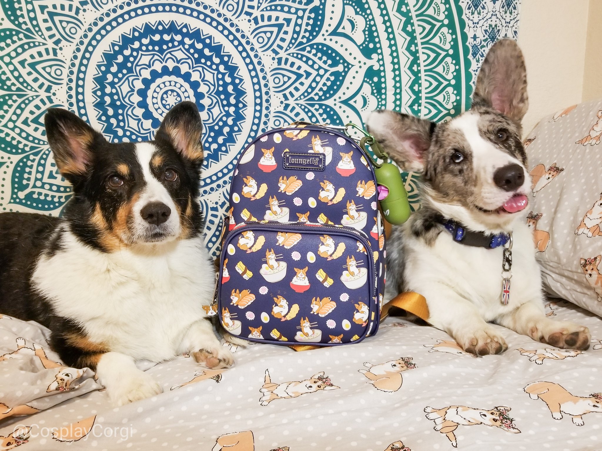 Corgi Cosplay on X I m so in love with this new backpack from Loungefly Just bought it at BoxLunchGifts today Corgis ramen and sushi.this bag is my soul XD https t 75Popgu1mN X