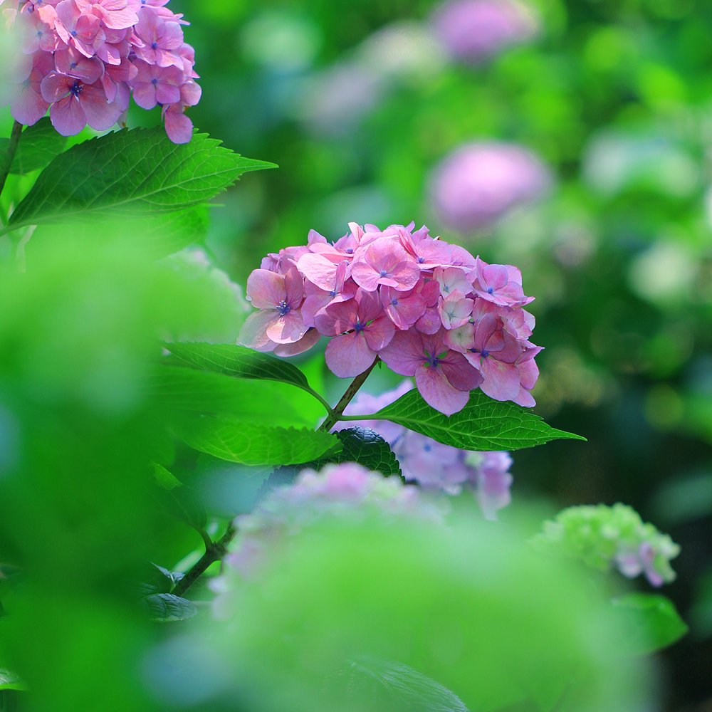 長居植物園 V Twitter アジサイ といえば 1枚目のセイヨウアジサイを思い浮かべませんか 他の写真はガクアジサイです 花序の周囲にある目立つ花は装飾花と呼ばれ 花弁にみえるのは実は萼です セイヨウアジサイは花序全体がこの装飾花に変化したものなんです