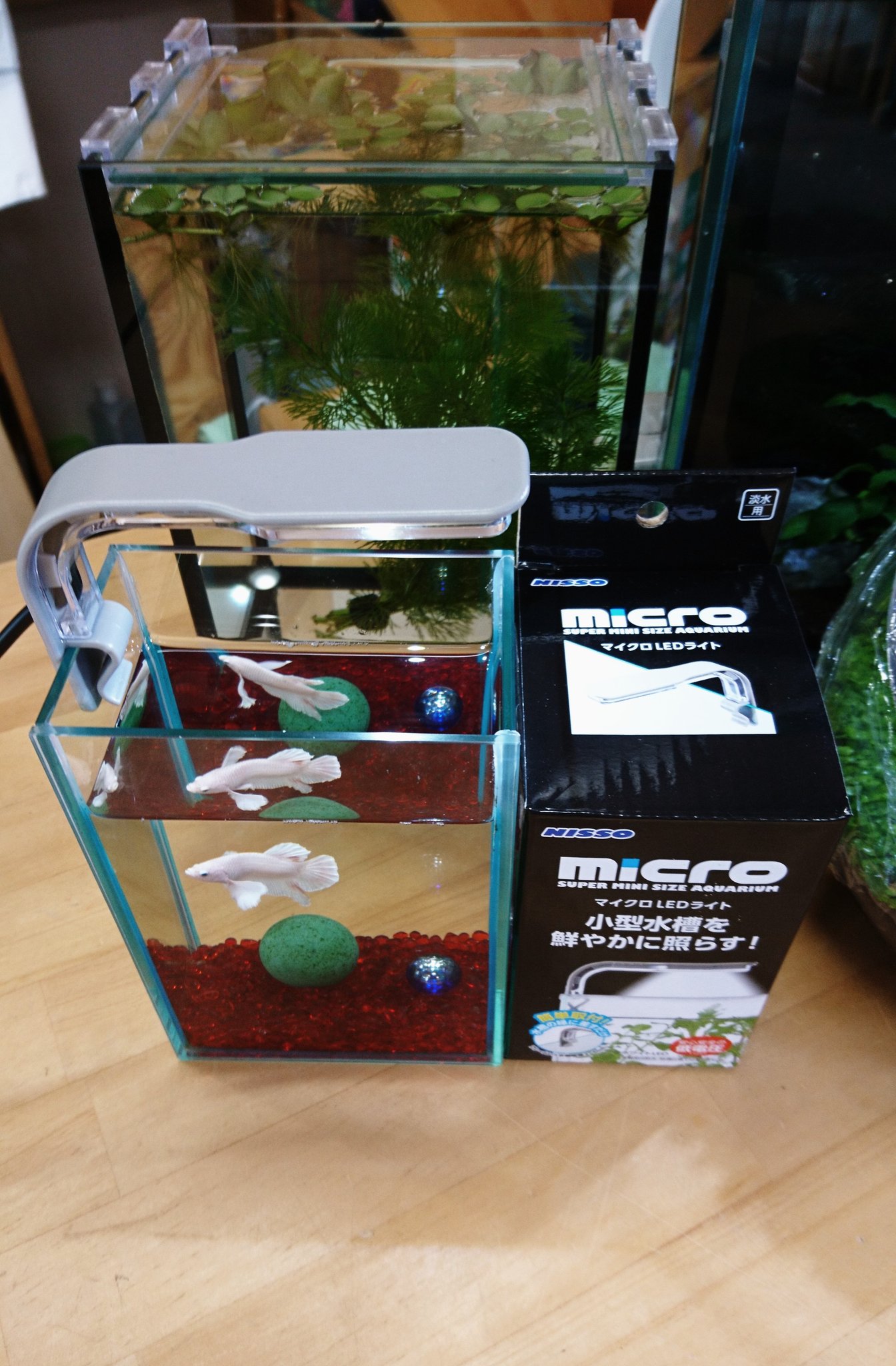 Aqua Mint Ar Twitter すごく小さいnissoのマイクロledライト 小さいけどなかなかの明るさですよ フレームレス水槽 2 5 の縁に差し込むだけ ミニ水槽にオススメです ご来店お待ちしております アクアミント Ledライト ミニ水槽 T Co E4jtiabrry Aqua Mint Ar Twitter すごく小さいnissoのマイクロledライト 小さいけどなかなかの明るさですよ フレームレス水槽 2 5 の縁に差し込むだけ ミニ水槽にオススメです ご来店お待ちしております アクアミント Ledライト ミニ水槽 T Co E4jtiabrry