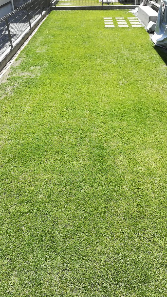 にーよ 芝生の成長記録 23mmで芝刈り 芝生 にーよ 芝生の成長記録 23mmで芝刈り 芝生