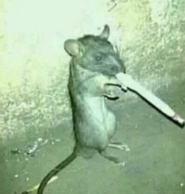 jaqi4122's tweet photo. They always say “oh shit it’s a rat” but never say “oh shit how’s the rat” https://t.co/Q15LHBdGMH