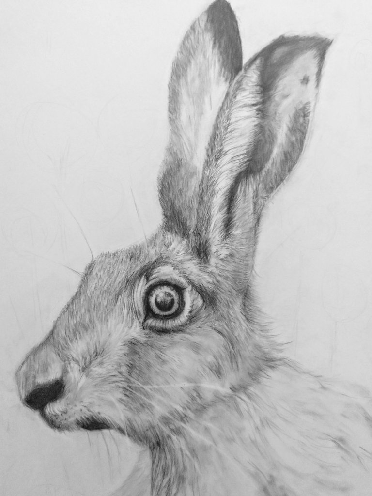 akora78's tweet photo. Done 3 June 2019 - #day1 #drawing1 #1of365 #hare #haredrawing #lovedrawing #sketchmymeditation #atpeace #drawingaday #animaldrawings #bigears #furdrawing #drawingadaychallenge #lovetodraw #wolffscarbonpencil #carbonpencil #drawinganimals #natureartwork https://t.co/BCwR2qUbR4