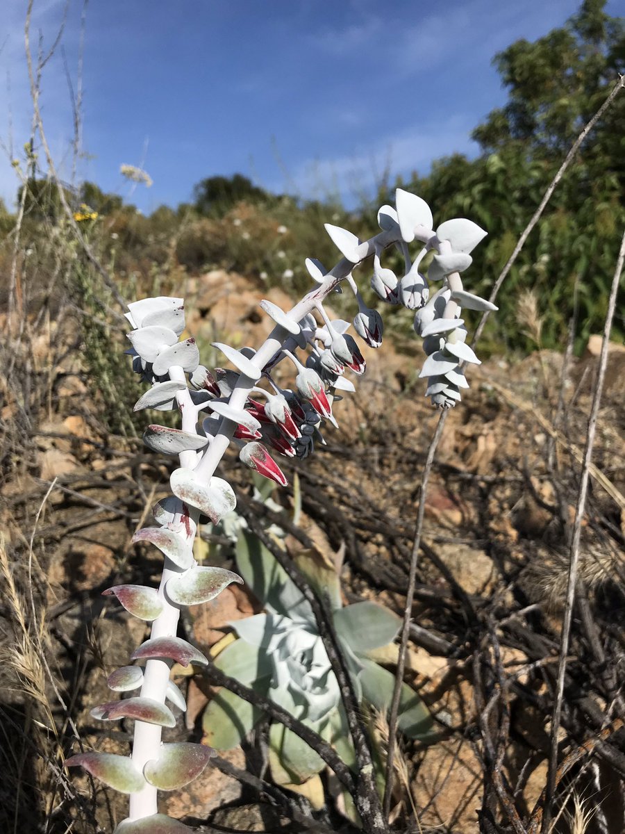 方舟子on Twitter 粉叶仙女杯 Chalk Dudleya 开花了 这种植物寿命很长 生命力顽强 所以又叫粉叶永生 Chalk Liveforever 原产加州 主要分布于南加州 在相邻的内华达州 犹他州也有 国内养多肉植物的称它为 雪山