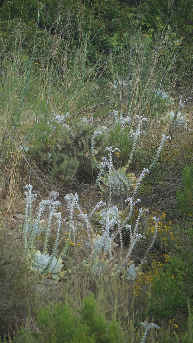 方舟子on Twitter 粉叶仙女杯 Chalk Dudleya 开花了 这种植物寿命很长 生命力顽强 所以又叫粉叶永生 Chalk Liveforever 原产加州 主要分布于南加州 在相邻的内华达州 犹他州也有 国内养多肉植物的称它为 雪山