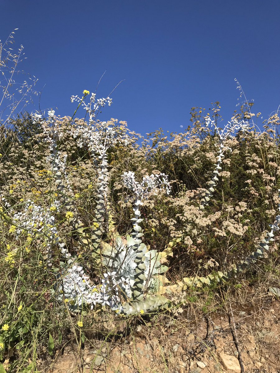 方舟子on Twitter 粉叶仙女杯 Chalk Dudleya 开花了 这种植物寿命很长 生命力顽强 所以又叫粉叶永生 Chalk Liveforever 原产加州 主要分布于南加州 在相邻的内华达州 犹他州也有 国内养多肉植物的称它为 雪山
