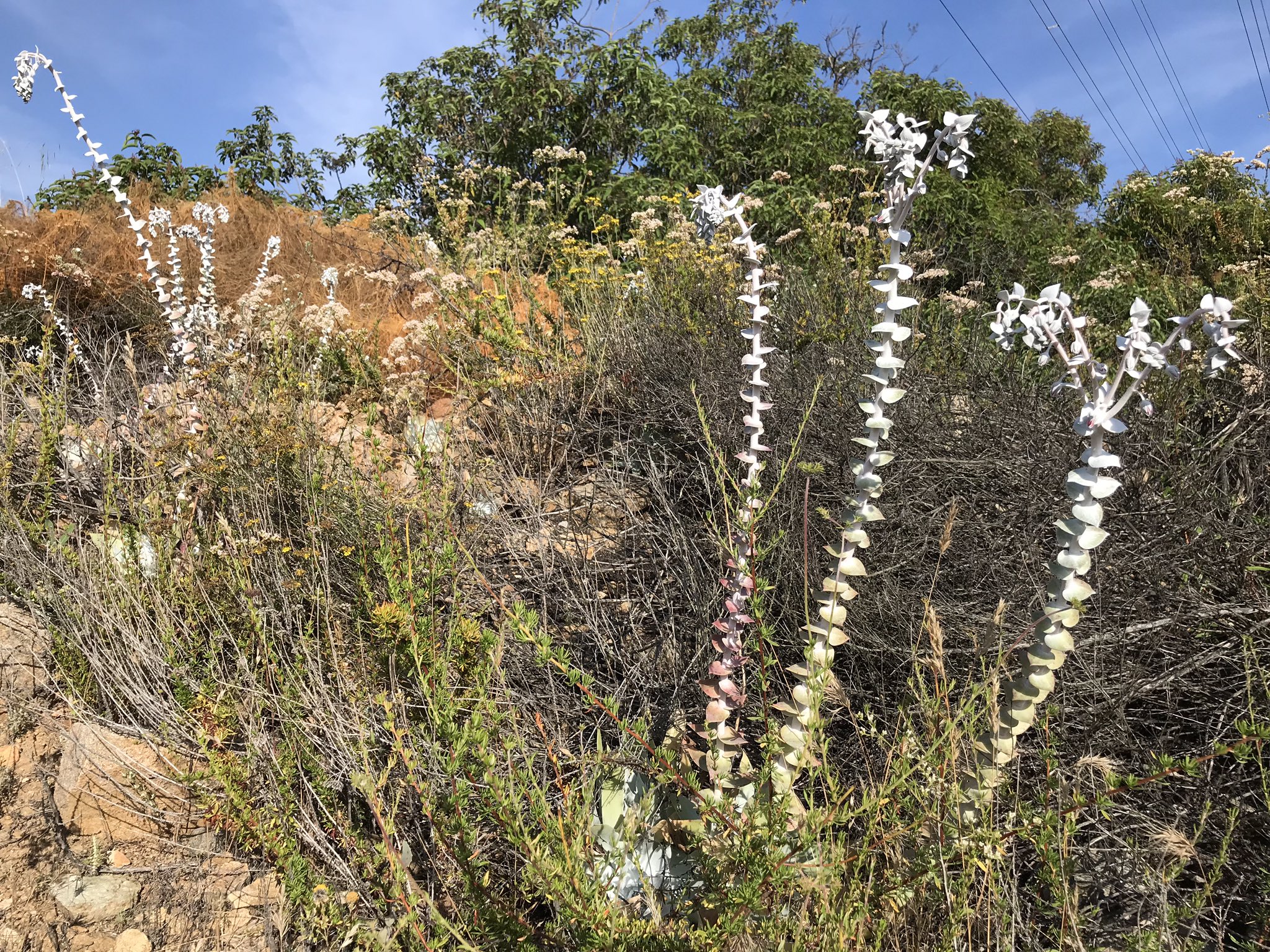 方舟子ar Twitter 粉叶仙女杯 Chalk Dudleya 开花了 这种植物寿命很长 生命力顽强 所以又叫粉叶永生 Chalk Liveforever 原产加州 主要分布于南加州 在相邻的内华达州 犹他州也有 国内养多肉植物的称它为 雪山 方舟子ar Twitter 粉叶仙女杯 Chalk Dudleya 开花了 这种植物寿命很长 生命力顽强 所以又叫粉叶永生 Chalk Liveforever 原产加州 主要分布于南加州 在相邻的内华达州 犹他州也有 国内养多肉植物的称它为 雪山