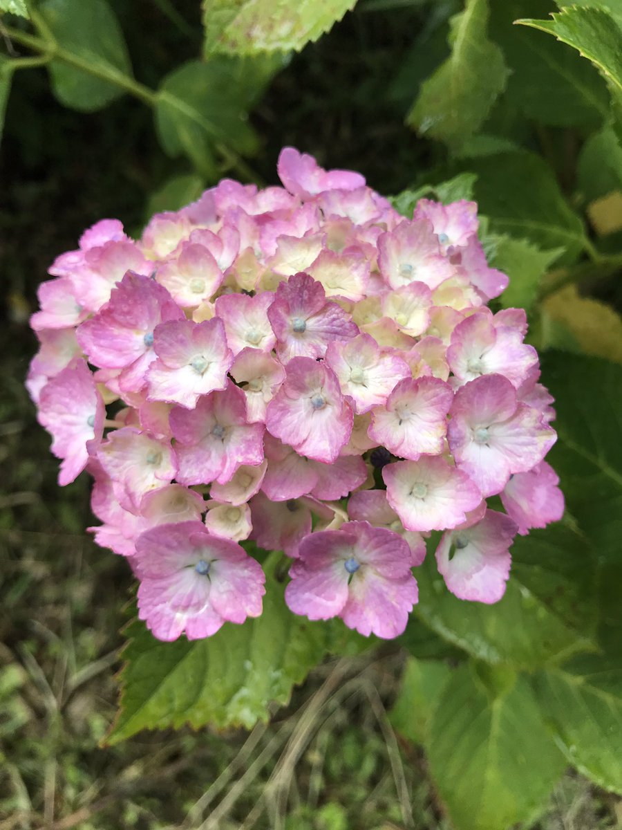 せられんゆーたろ 帰り道淡路島に寄りました 紫陽花見に行きました 生シラス丼美味しかった 紫陽花 淡路島 生シラス丼
