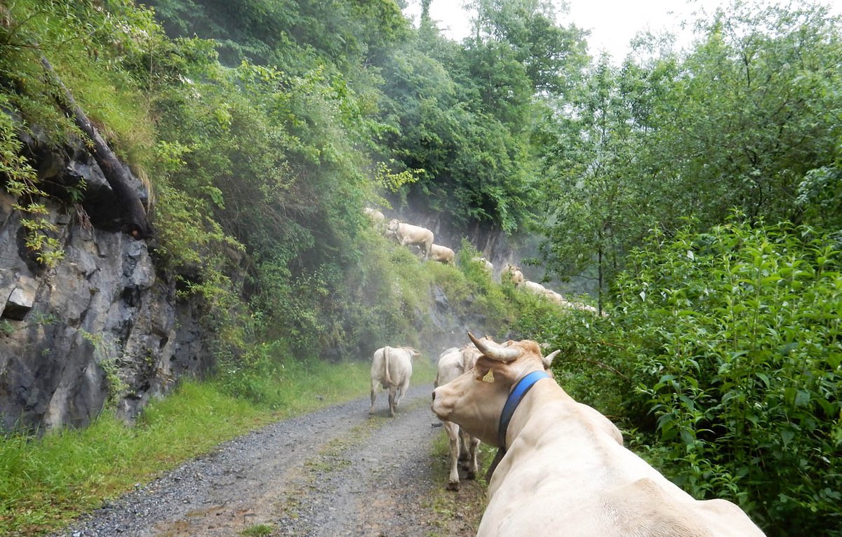 BiarnToustem's tweet photo. #VERDETS — #SARRANCE, #TRANSHUMANCE EN #BÉARN #2019 : LA SUITE... — #PYRÉNÉESATLANTIQUES https://t.co/n28BC3UBAM … https://t.co/aJrndURw8V