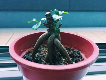 捨てないで ガジュマルは枯れたと思ってから復活することがある Tasso