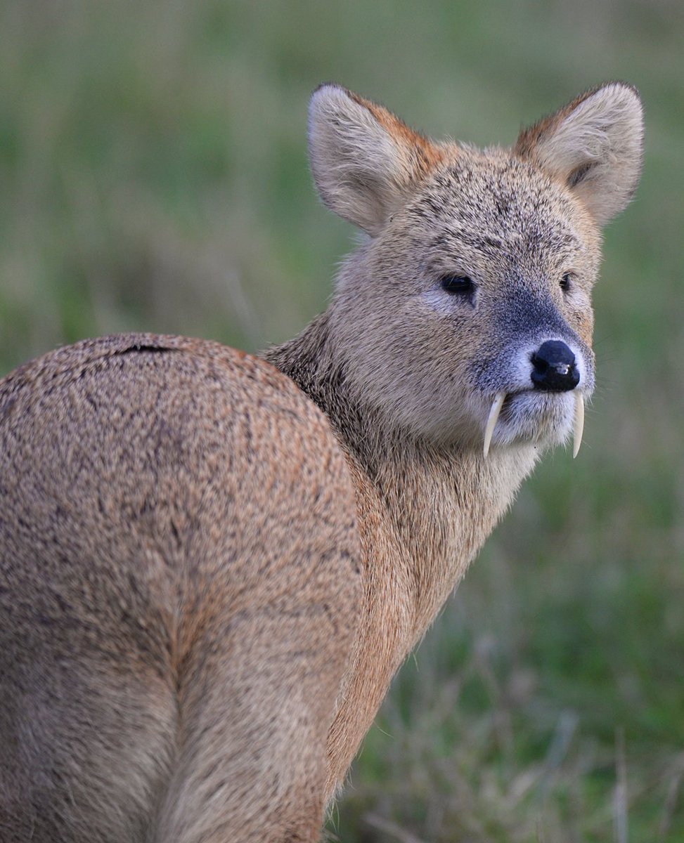 mt  @WLOL_2003
Happy #FathersDay to all the #dads out there. #FathersDay2019 #fatherday #deer #chinesewaterdeer