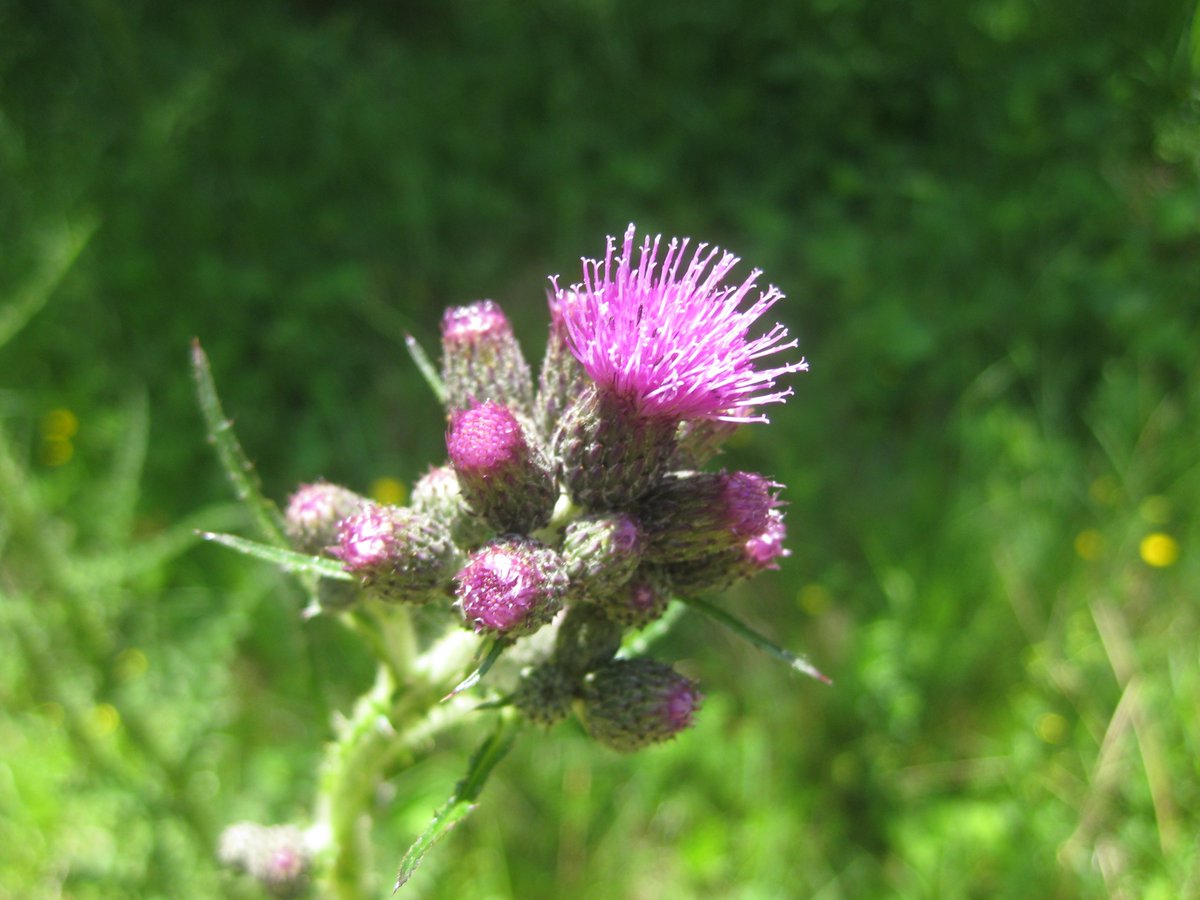 IdsStyle's tweet photo. Guten Morgen! Ich wünsche allen einen wunderschönen #Sonntag
#Fotografie #Naturfotografie #Wiesenblumen #BunteWiese #Oberfranken #Marktleugast https://t.co/g50m8DGa2b