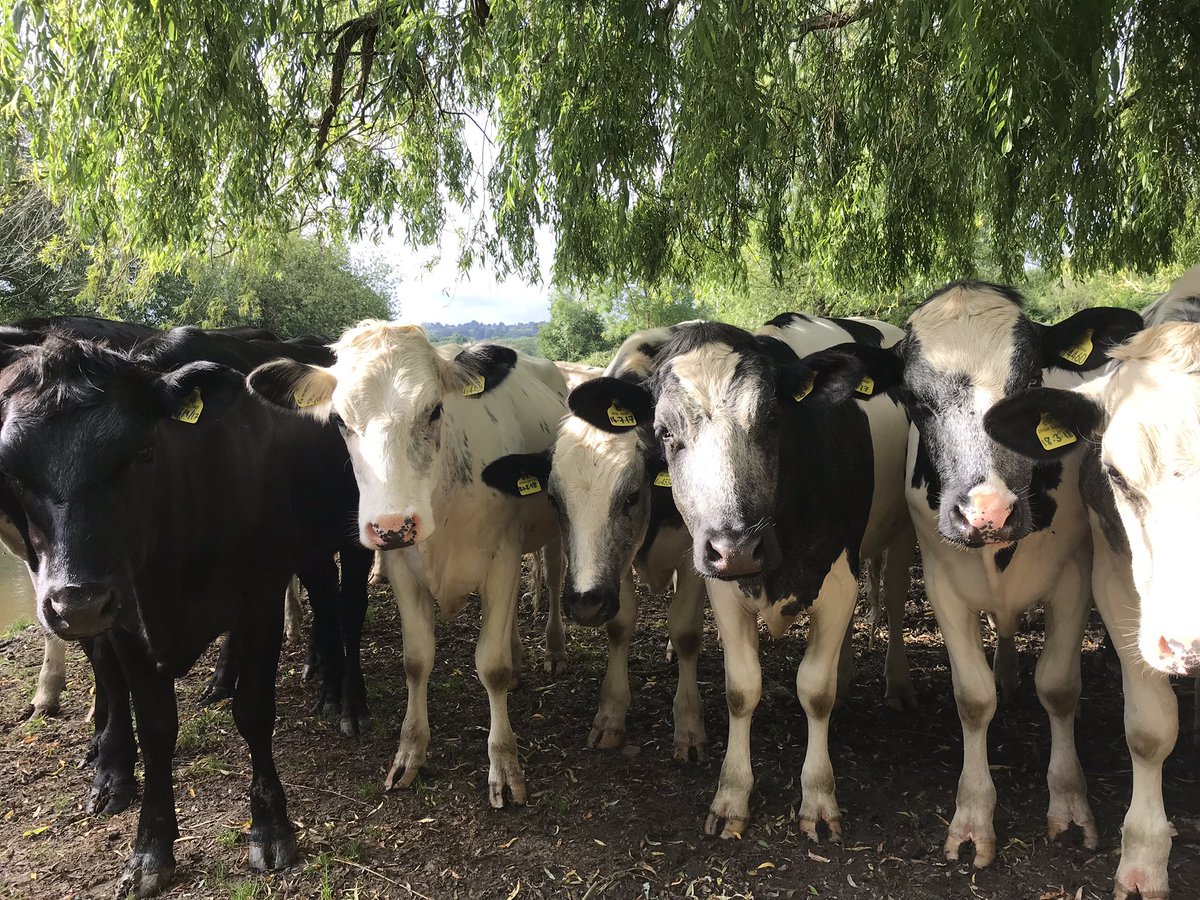 Who’ll blink first? 🐮👀🐾 #aimlesswandering #cowseverywhere