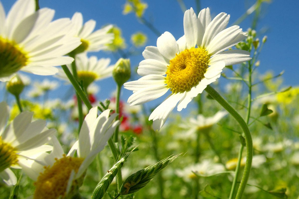 Ook vandaag kun je in heel NL nog tuinen bekijken tijdens  @GroeiNL Open Tuinen Weekend. Kijk voor de open tuinen bij jou in de buurt op groei.nl/tuinweek