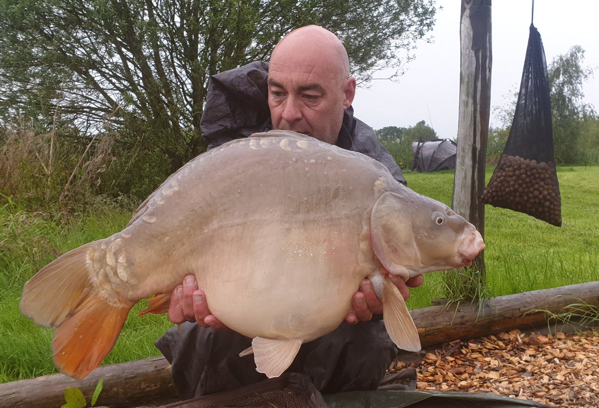 carlyp70's tweet photo. A couple of fish from a very wet 3 day session at Merrington Carp Fisheries Shropshire, 28lb 6oz and 24lb 8oz 
#DaveMallinProducts #Thebracemix https://t.co/61LCQOk4FP