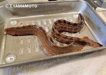 山本智之 Na Twitteru 東京 新宿の天ぷら店で 銀宝 ぎんぽう を食べました 標準和名はギンポ 学名はpholis Nebulosa 身はふっくらと柔らかく くせのない味 旬の短い魚で この店では例年 連休明けから6月中旬の限定品とのことです 天ぷら ギンポ 銀宝 山本智之 Na Twitteru 東京 新宿の天ぷら店で 銀宝 ぎんぽう を食べました 標準和名はギンポ 学名はpholis Nebulosa 身はふっくらと柔らかく くせのない味 旬の短い魚で この店では例年 連休明けから6月中旬の限定品とのことです 天ぷら ギンポ 銀宝