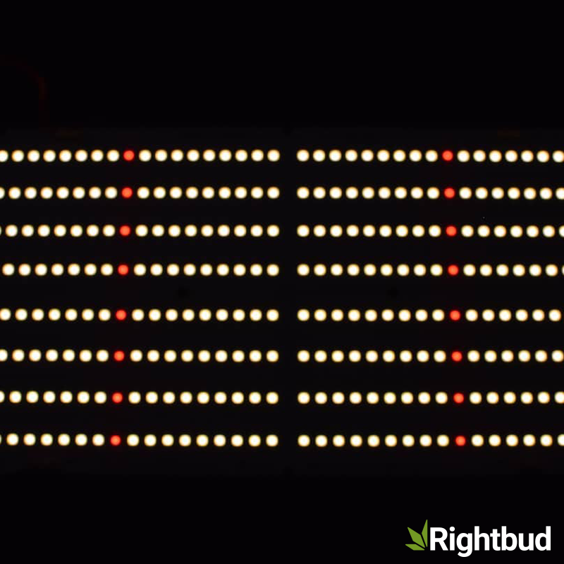 RightbudUSA's tweet image. QB288 V2 R spec in stock now at Rightbud.com or call (800) 856-7140

3500K LM301B + Osram SSL DR 660nm

#quantumboards #HLG550V2 #Qb288v2 #horticulturelightinggroup