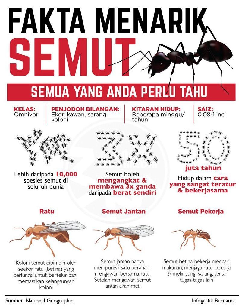 Jabatan Penerangan Malaysia On Twitter Fakta Menarik Tentang Semut Yang Anda Perlu Tahu Sumber Natgeo Infografik Bernamadotcom Jabatanpenerangan Sayangimalaysiaku Malaysiabaharu Malaysia Https T Co Enczpppbbs Twitter
