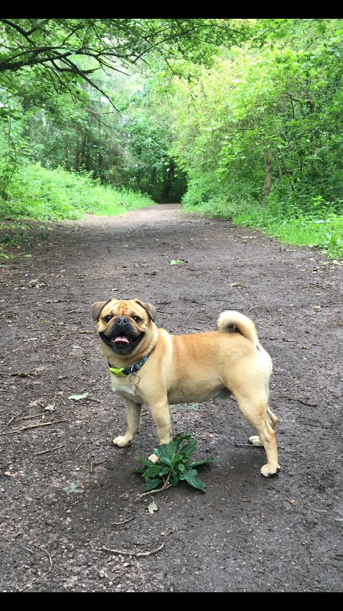 Hugo_Pug_Jug's tweet photo. Park walkies #puglife #pug https://t.co/I9JklwWFC5