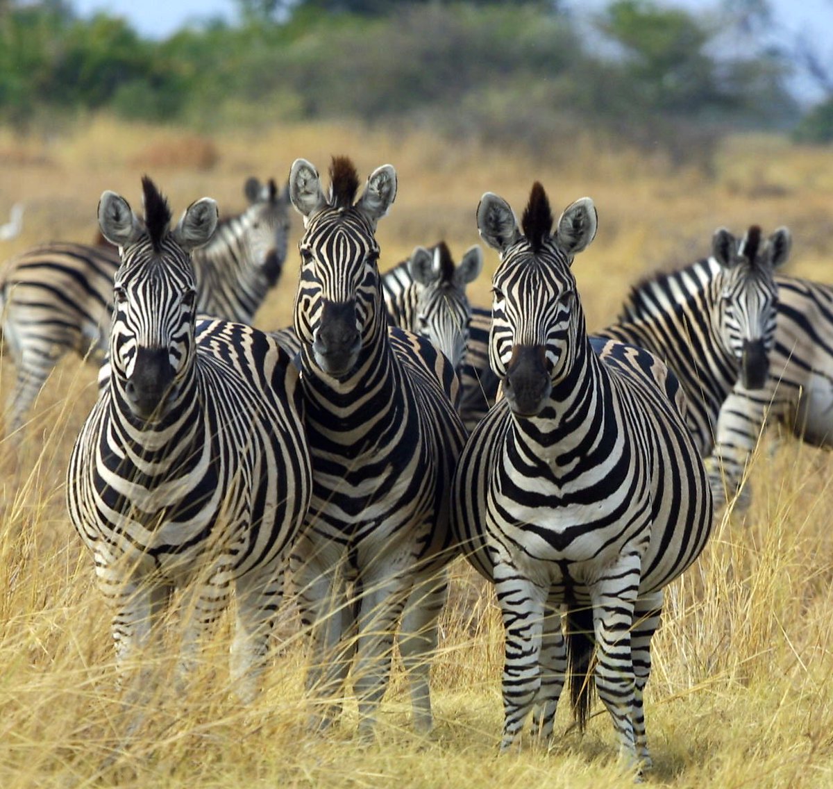 garydodds's tweet photo. @radiolemans @Mobil1 @PorscheRaces Swarm of Zebras comment made me giggle 😁 #MOBIL1RLMmoment https://t.co/Os0hcCRIs3