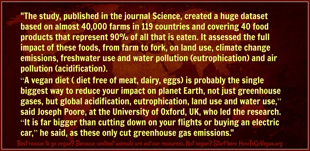LiveVegan's tweet photo. @RichardDiNatale Asked by George Galloway if their grandchildren will “have a world to live in,” Chris Hedges replied: “Not unless we – and I don’t use this word lightly – overthrow corporate power. Otherwise it’s very clear that these people will kill us.” #auspol #imminentextinction #vegan https://t.co/WyVoHn8Mcg