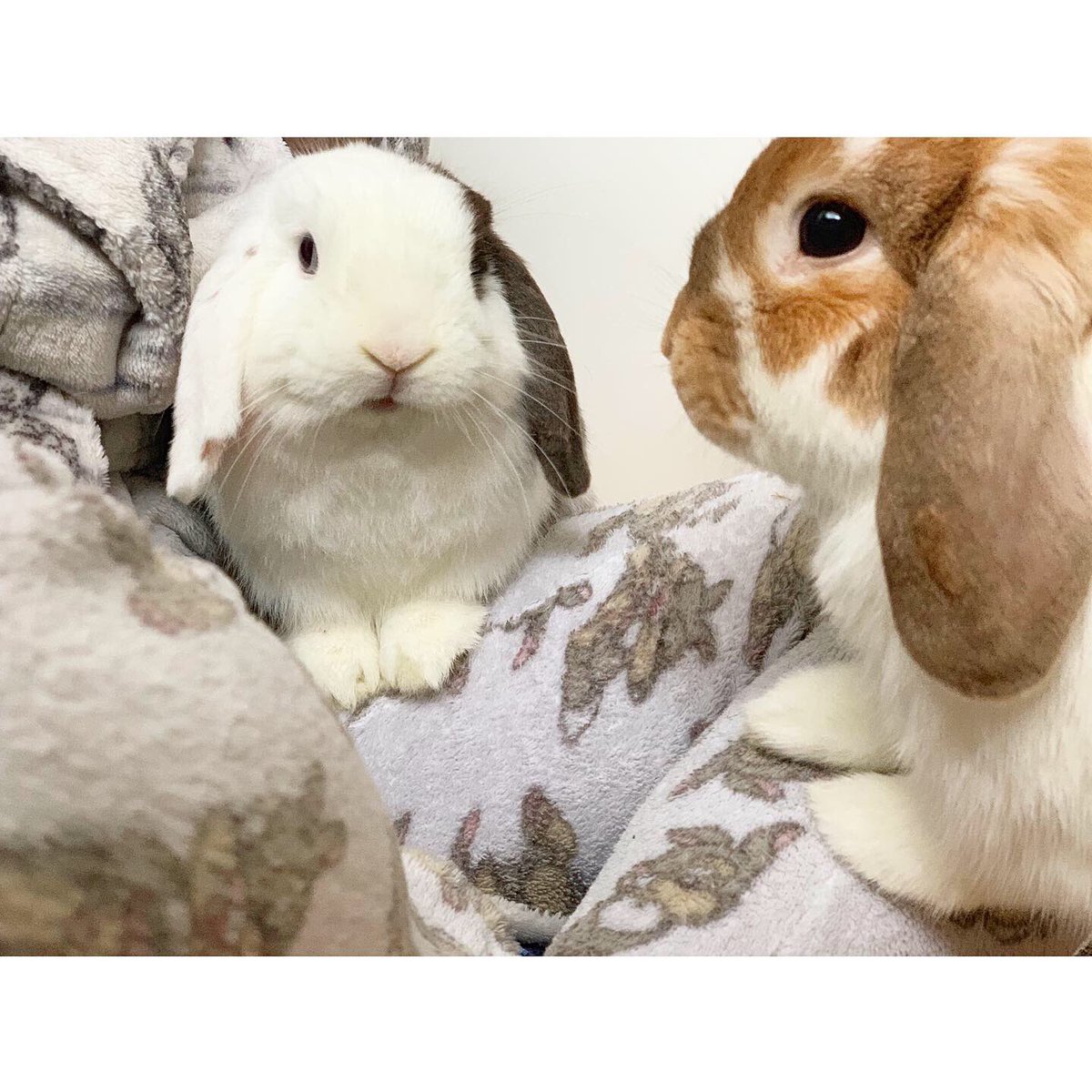 ollieandermie's tweet photo. Morning cuddles with Ermie while Ollie searches for pellets 😂🐰💕 https://t.co/cM4JFfx68E