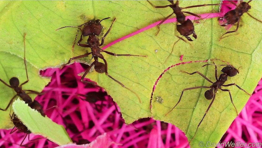 Leafcutter Ants from Ecuador (Rio Napo, Yasuni)
Watch the Video at youtu.be/7cSVlb-ojBY
Watch more on youtube.com/channel/UCbKqm…

#leafcutterants #leafcutter #ants #fourmi #insect #macrophotography #naturephoto #wildlifephotography #savetherainforest #rainforest #ecuador #yasuni