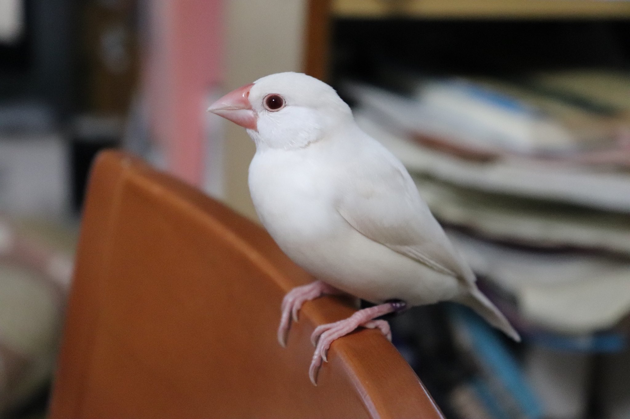 もずく ө シルバー文鳥とクリームイノ文鳥 あなたはどっち 派 しいちゃん シルバー文鳥 なのかちゃん クリームイノ文鳥