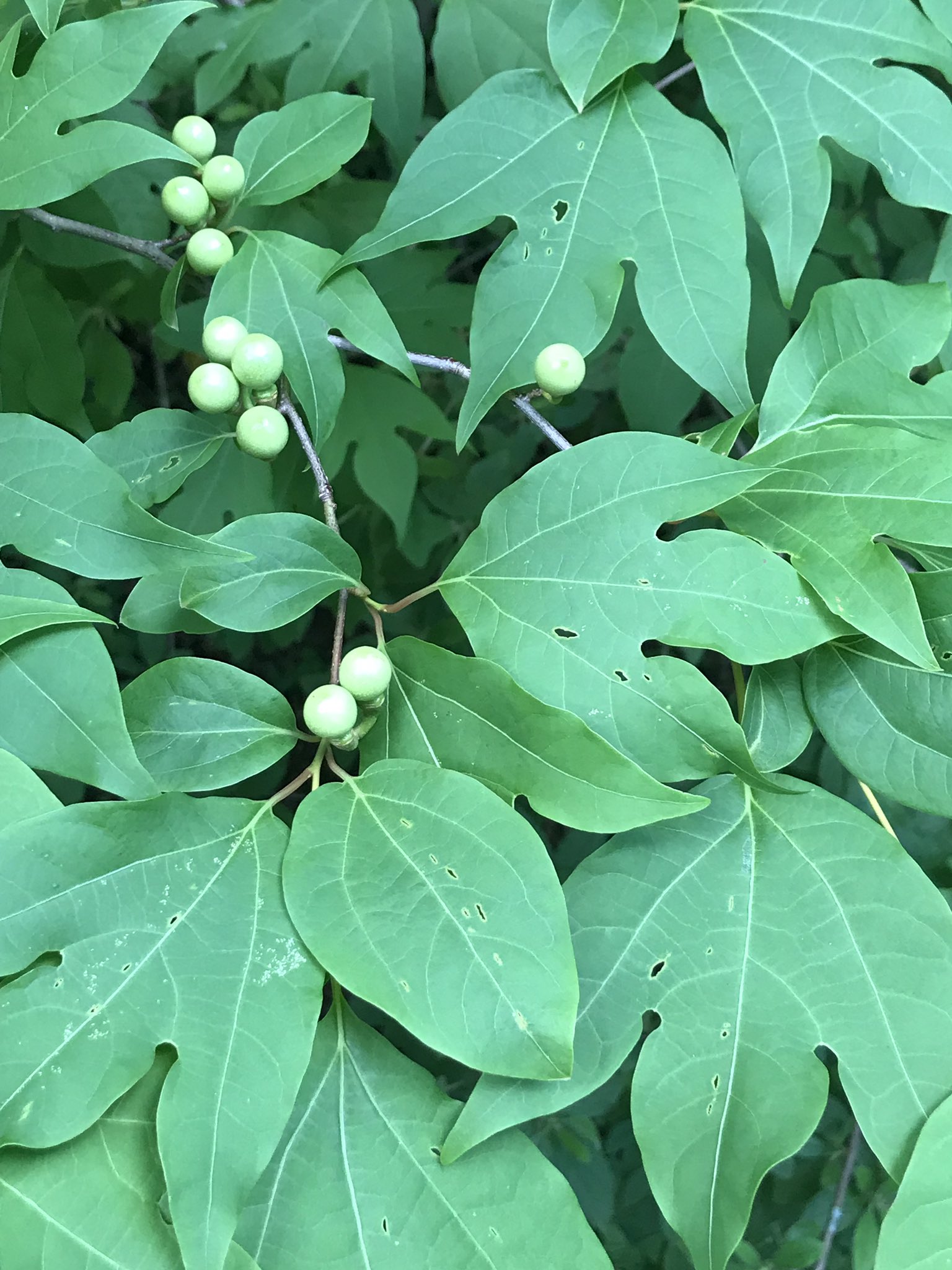 超美形。山採りシロモジ。 超美形。山採りシロモジ。