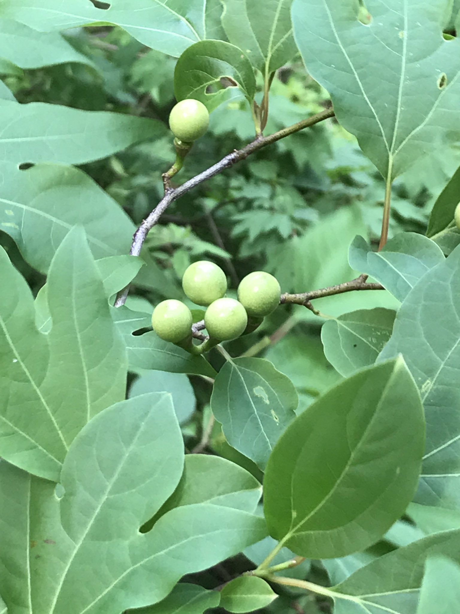 シロモジ - Search / X