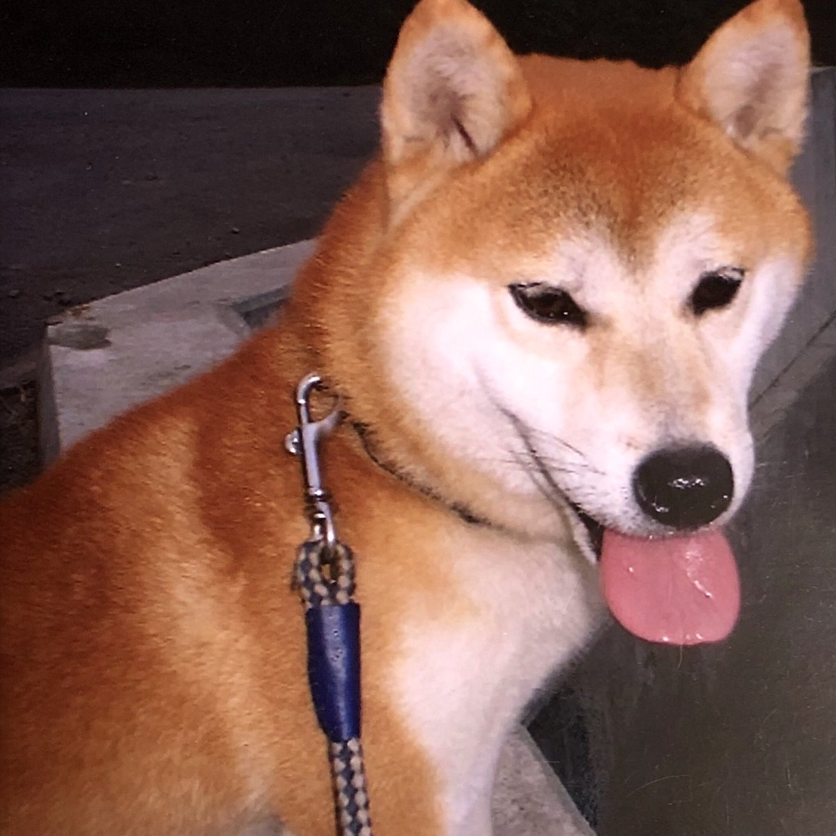 hisaco ｡＾･ｪ･＾｡🤍 tweet media