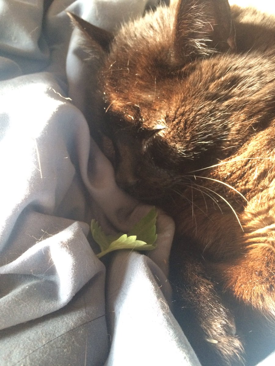 CrackForKitty's tweet image. Catnip will make your kitty sleep like a baby. #crackforkittycatnip #crackforkitty #catnip #organic