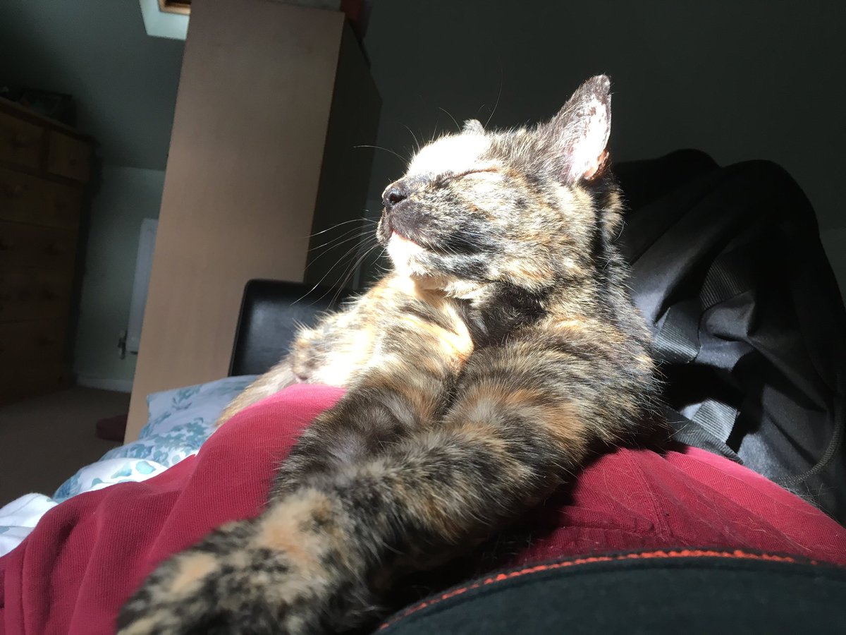TheMiniMog's tweet photo. #minimog #ambassacats #catsoftwitter https://t.co/NedZuaue7C