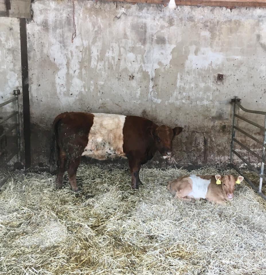 BOIopenfarm's tweet photo. Thanks to the thousands who braved the rain to attend @BankofIrelandUK Open Farm Weekend Saturday! The feedback has been amazing! Many of the farms are open again today. Just check the website before you travel 🐐🦙🐄👩🏻‍🌾🐥🍏 #BOIOFW19 https://t.co/3rF1H2lBqA https://t.co/uyUg4I7Mvi