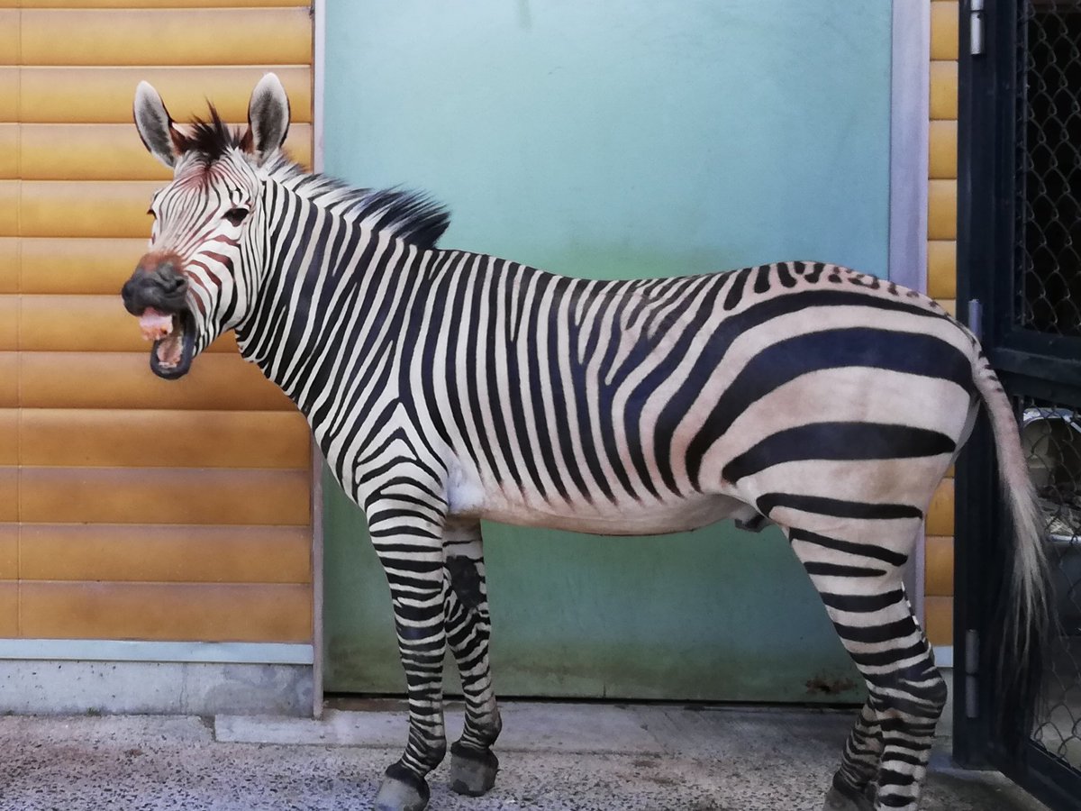 福山市立動物園 公式 エイタくん変顔の練習中 ではなく これはフレーメンといって より多くのにおい物質を取り入れる働きがある生理現象です このときは大好きなオリーブちゃんのオシッコに反応しています 福山市立動物園 シマウマ エイタ