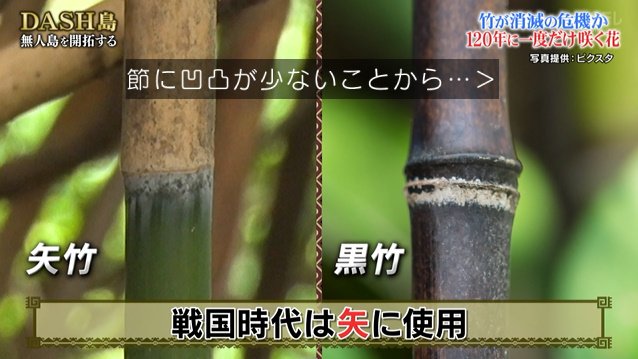城島リーダーと松岡くんがdash島のタケノコを囲炉裏でこんがり焼いて食べたら衝撃の味に悶絶 鉄腕dash Togetter 城島リーダーと松岡くんがdash島のタケノコを囲炉裏でこんがり焼いて食べたら衝撃の味に悶絶 鉄腕dash Togetter