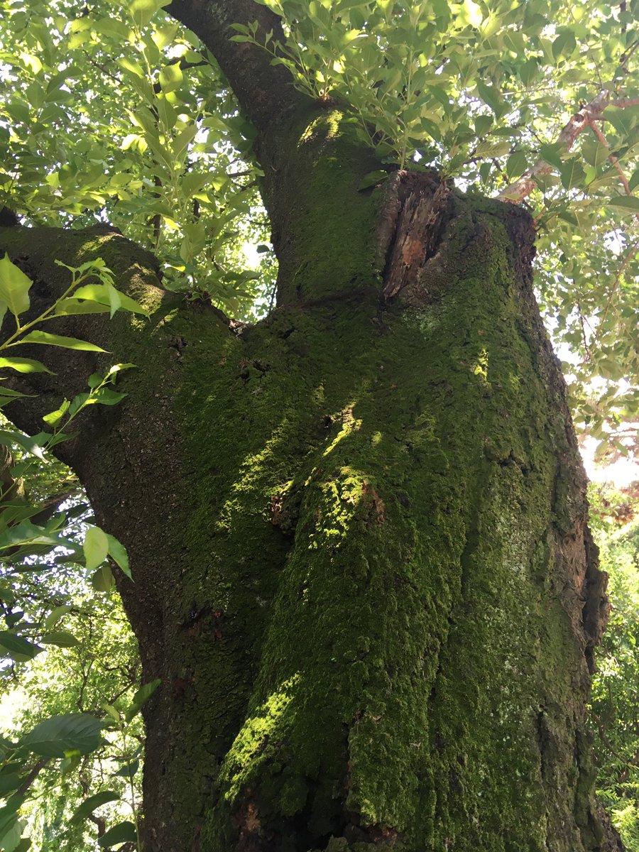 #新宿御苑 #新宿 #東京 #cherokee #jeep #chrysler #boilerroom #techno #mix #dj #music #cool #minimal #housemusic #reggae #dope #acid #deep #hiphop #soul #funk #jazz #power #love #groove #blues #tokyo #stylish #vibes #green