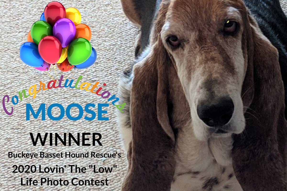 buckeye basset hound rescue