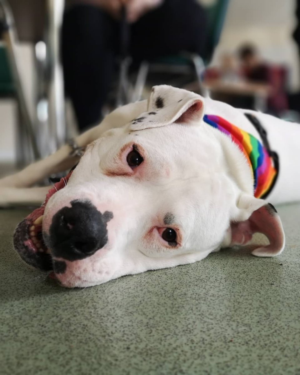 WARShelter's tweet photo. Pride puppies!!!

#MalvernPride #PetsForPride https://t.co/5IwVe45Wag