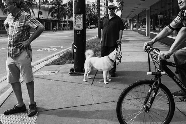 #streetsofmiami #miamistreets #street_is_life #storyofthestreets #storyofthestreet #chasinglight #blackandwhite #bnw #bnw_top #igers #igersmiami #igersmiamibeach #miami #miamibeach #miamiflorida #urbanjungle #urbanphotograph #dog #whitedog #humansbehaviour #humans #wearethes…