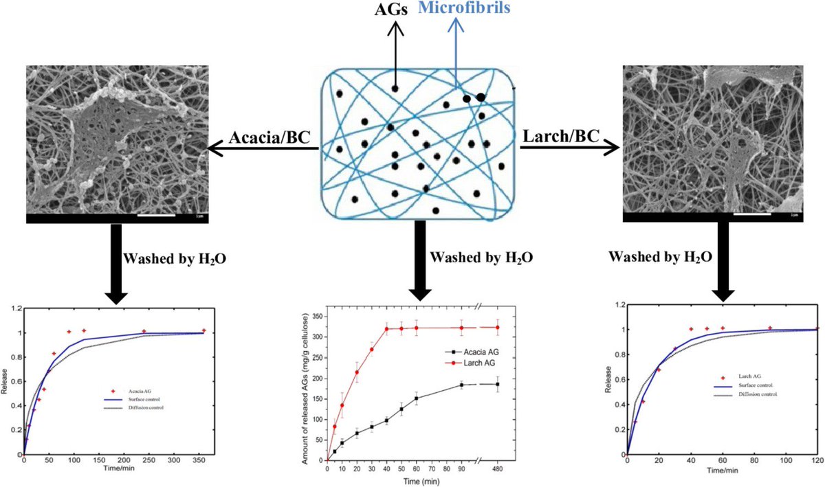 Product Manager (@labbottles) on Twitter photo Interactions of arabinogalactans with bacterial cellulose during its synthesis: structure and physical properties
Researchers <a href="/SNNUChina/">Shaanxi Normal University</a> measured the release of AG in water by placing composites in 250mL Schott DURAN® bottle containing 100 mL sterile water
doi.org/10.1016/j.food… Interactions of arabinogalactans with bacterial cellulose during its synthesis: structure and physical properties
Researchers <a href="/SNNUChina/">Shaanxi Normal University</a> measured the release of AG in water by placing composites in 250mL Schott DURAN® bottle containing 100 mL sterile water
doi.org/10.1016/j.food…