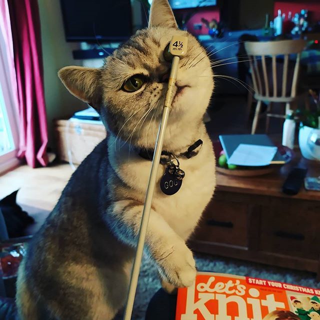 MadebyMeghanUK's tweet photo. The cutest interruption... @thelondonteacher #catknitting #knittersofinstagram #knitting #instagram https://t.co/CB2jG8gLSk https://t.co/DJlQaftJky