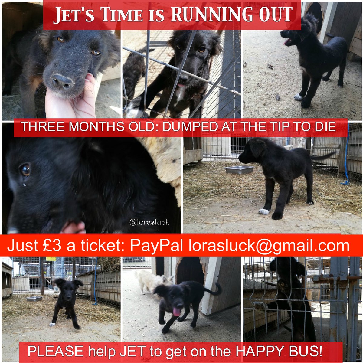 lorasluck's tweet photo. 🆘🆘🆘RED ALERT: PLEASE SHARE 🆘🆘🆘

We have TWO WEEKS to find Jet and Sirius' Happy Bus money! 😲

If anyone can help- it's just £3 a ticket! And if you can't donate, PLEASE share ✨😍🐾🐶 #savealife #blackdogs #lorasluck #Jet #Sirius #SOS @lorasluck https://t.co/zdOpCfiF8W