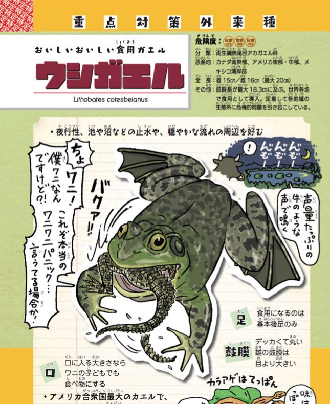 【ウシガエル】別名食用ガエル。水産試験場の主導のもと各地に養殖目的で放逐されたアメリカ合衆国最大の蛙。オタマジャクシも巨大。アメリカザリガニは彼らの餌として輸入された。本国ではワニの子供も丸呑みにする。

#池の水ぜんぶ抜く
『侵… 