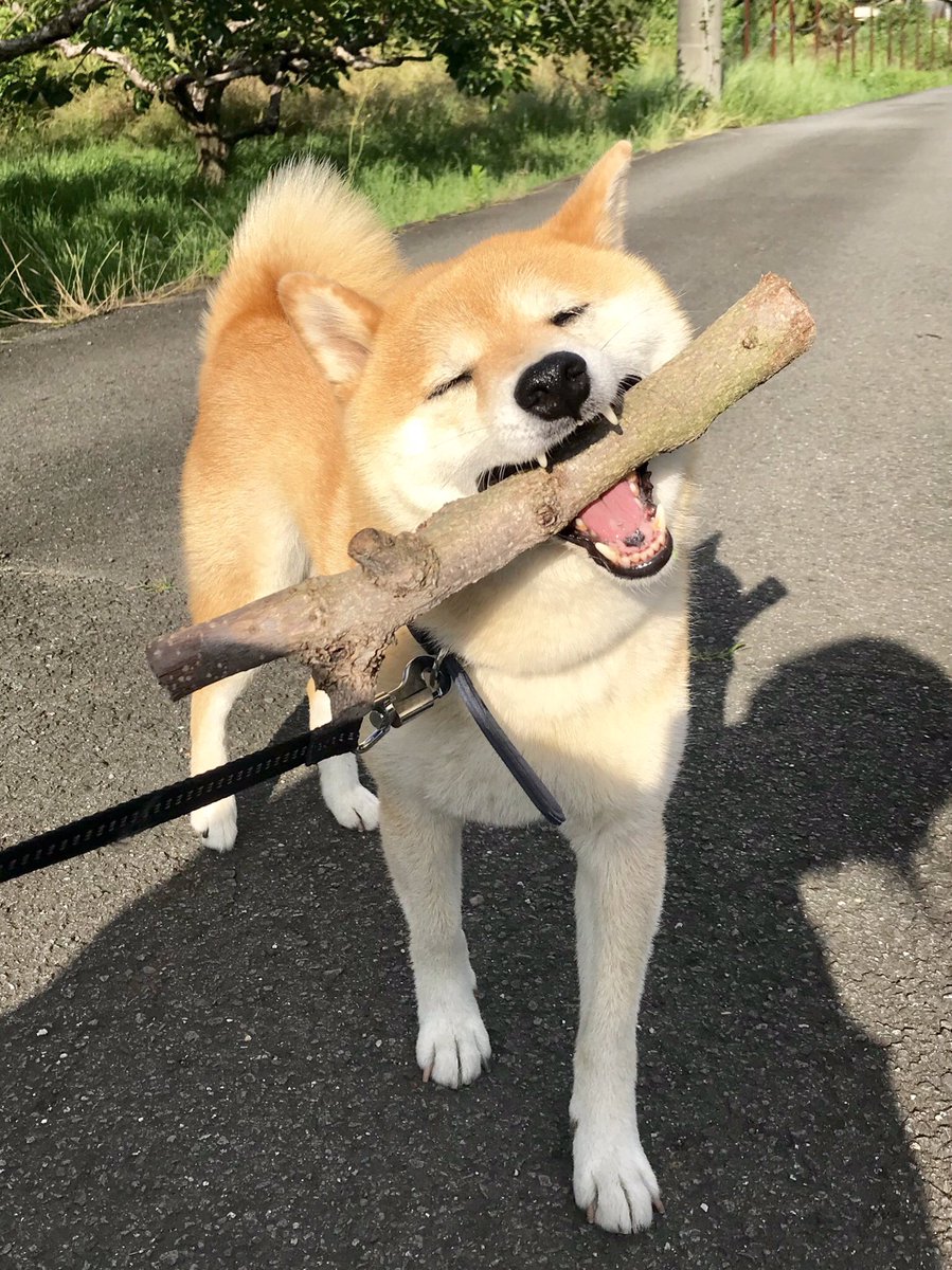 発見した いい感じの棒 をくわえてきてまた別の いい感じの棒 をくわえて去る柴犬 Togetter